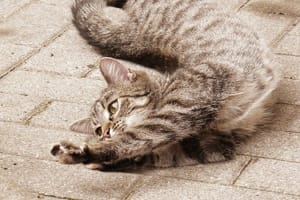 cat stretching